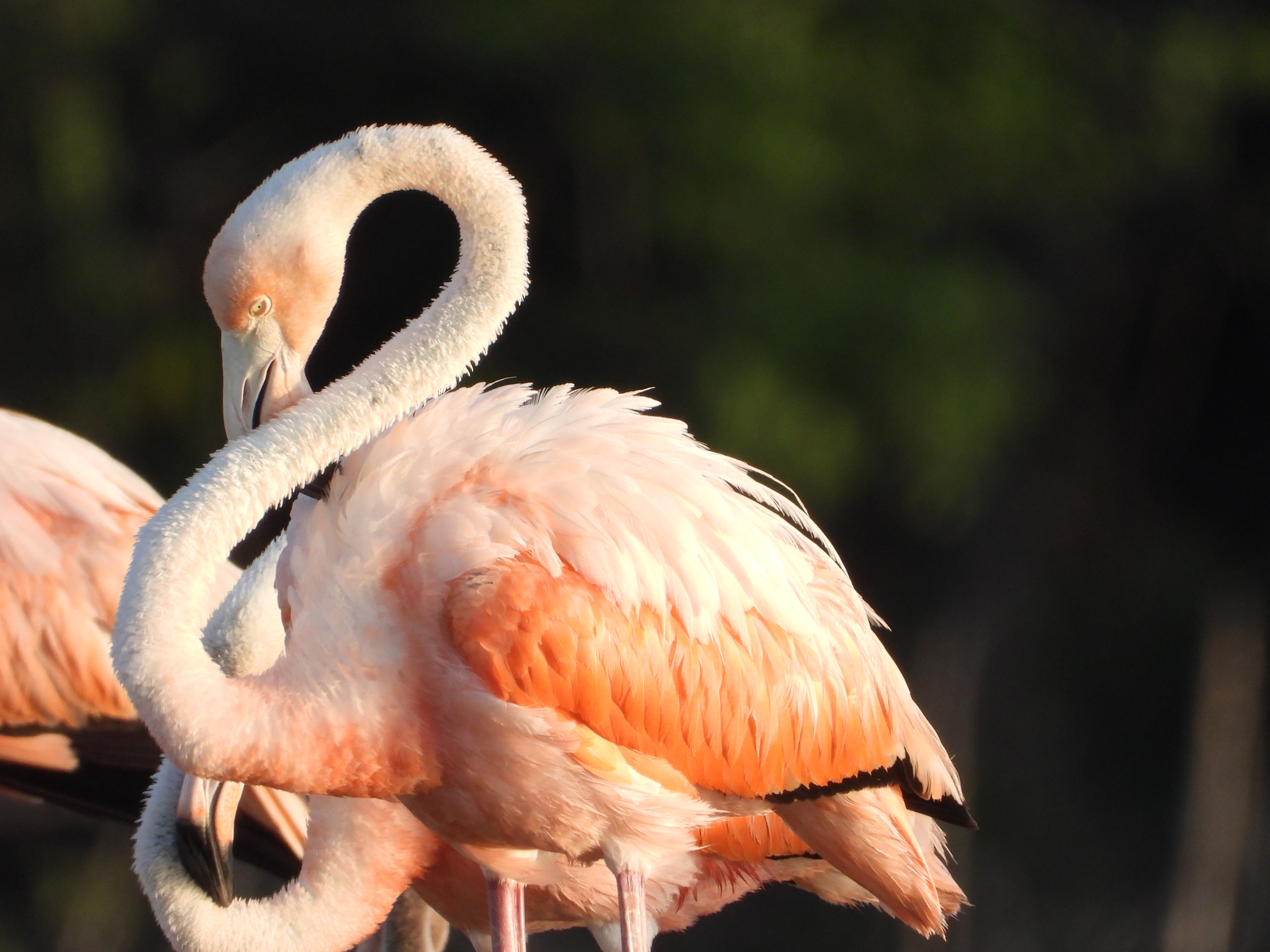 Avistamiento de Flamencos