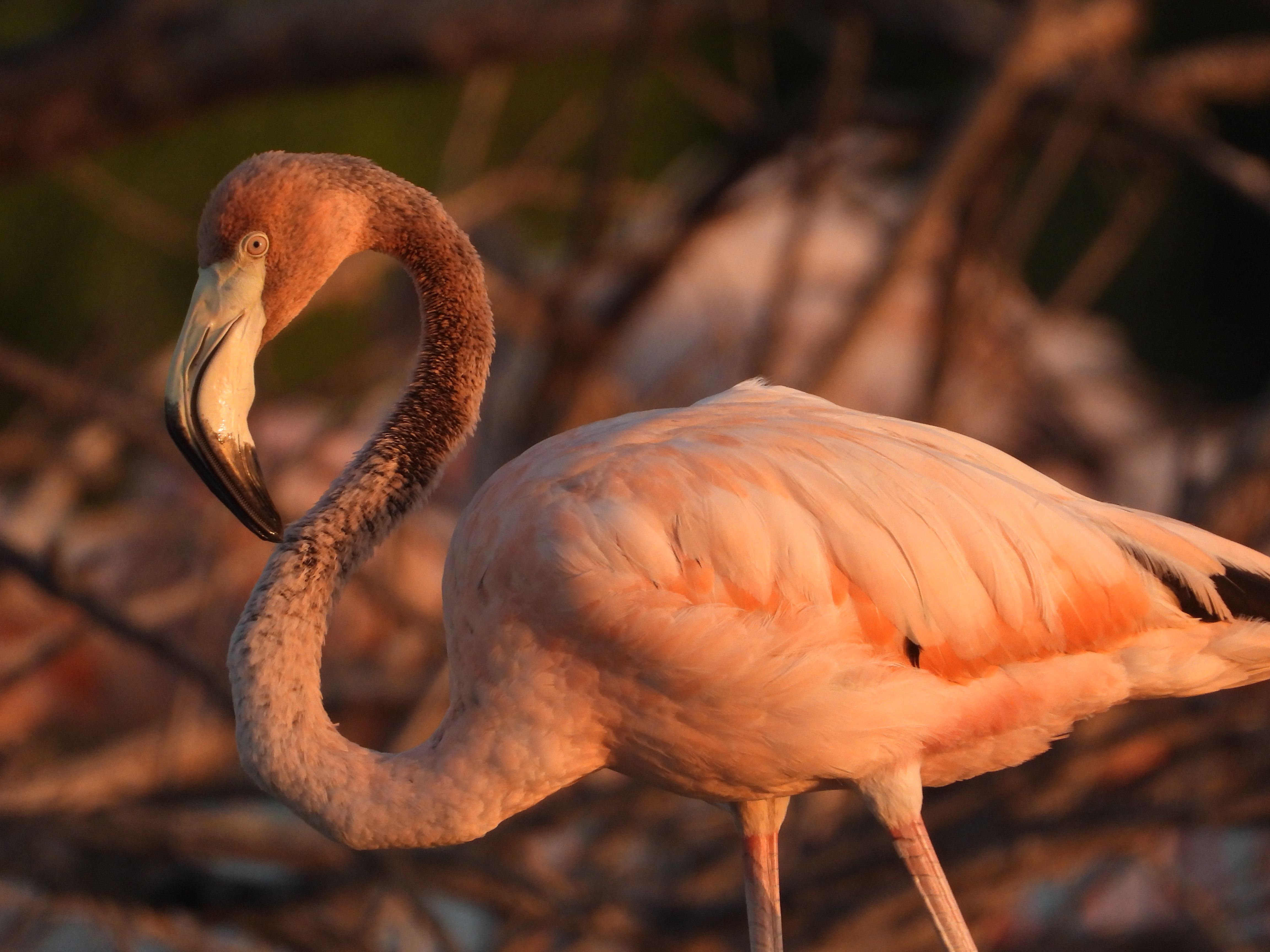 Festival del Flamenco
